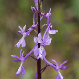 Orchis anatolica